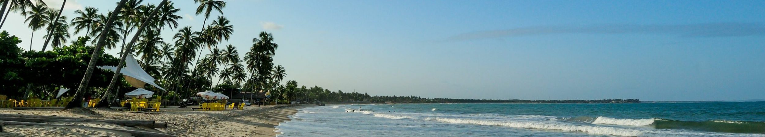 coconut tree in the late afternoon at Porto de Galinhas beach, Ipojuca, near Recife, Pernambuco State, Brazil on October 1, 2008. Comprar Passagens